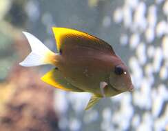 Image of Orange-tipped Bristletooth