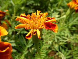 Tagetes erecta L. resmi