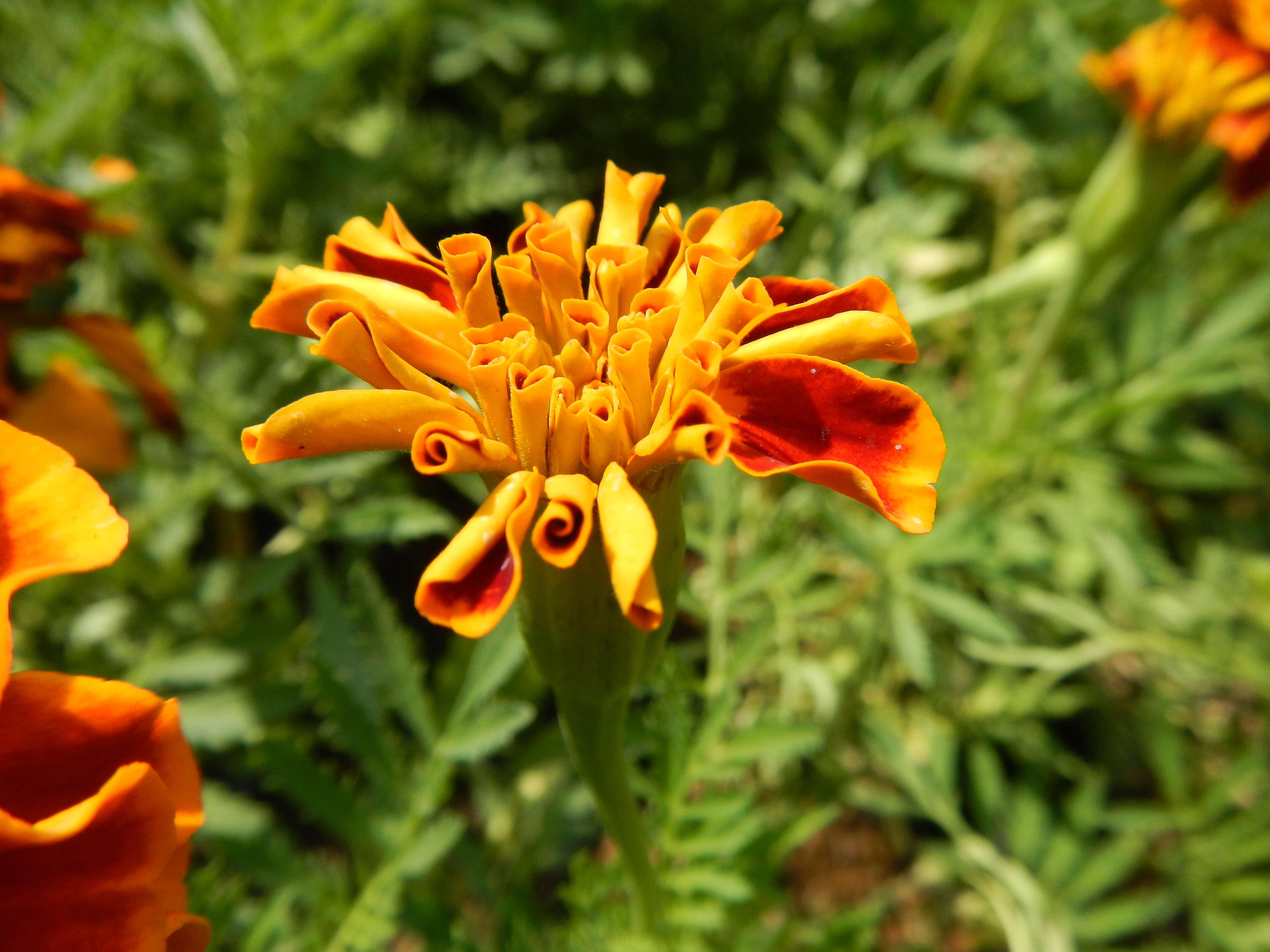 Tagetes erecta L. resmi