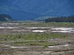 Image of grizzly bear