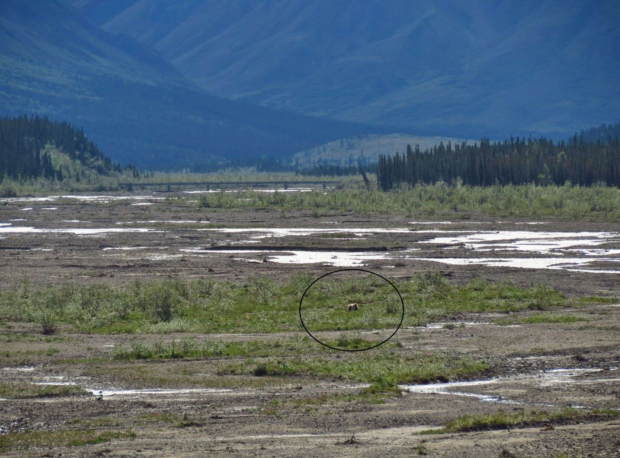 Image of grizzly bear