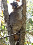 Image of Hubbard's Sportive Lemur