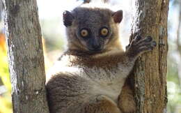 Image of Hubbard's Sportive Lemur