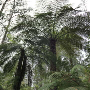 Image of Rough Tree Fern