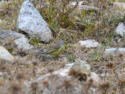 Carduelis corsicana (Koenig & AF 1899)的圖片