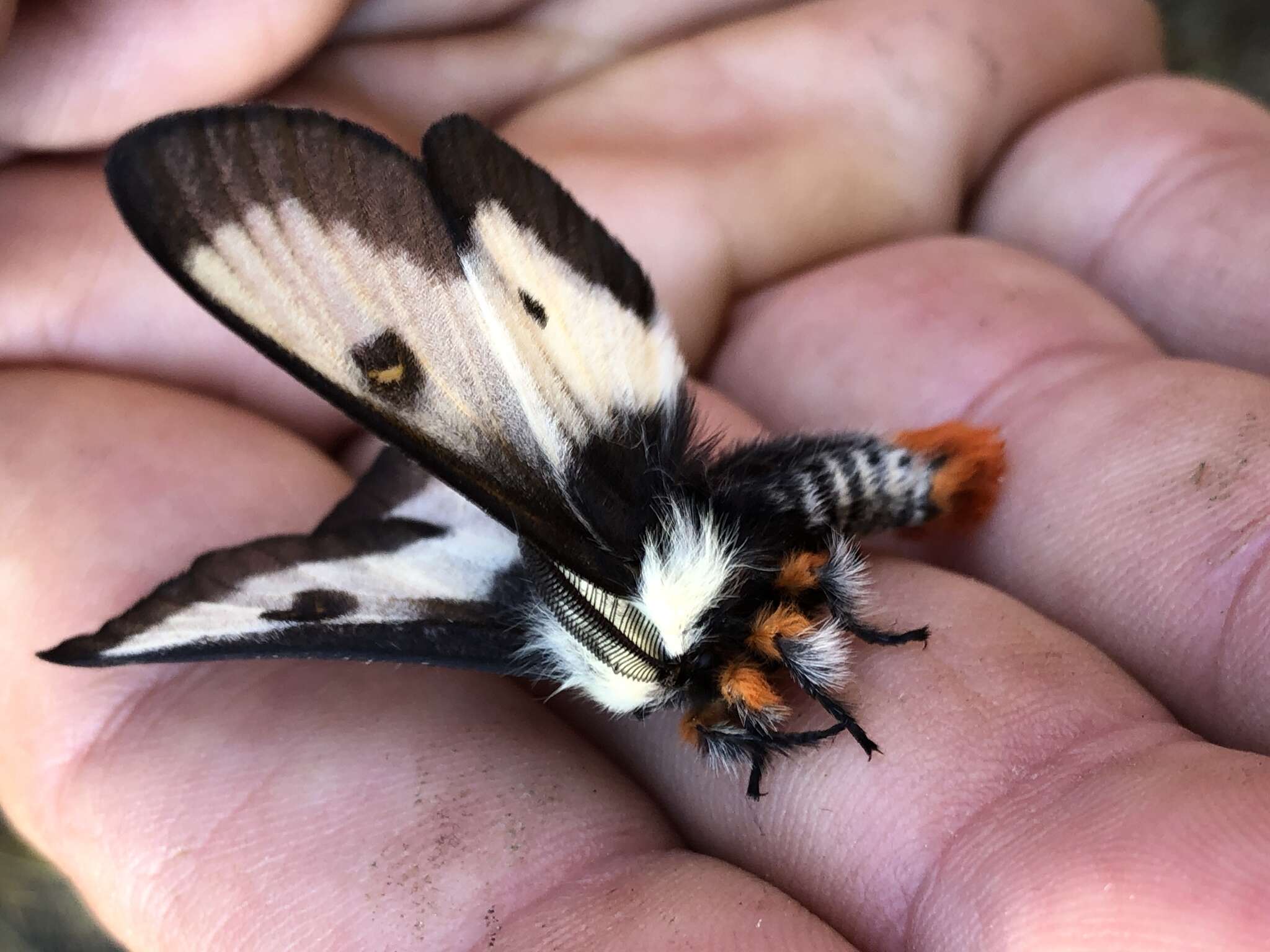 Image of Nevada Buckmoth