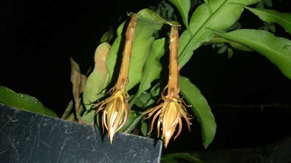 Image of Dutchman's Pipe Cactus