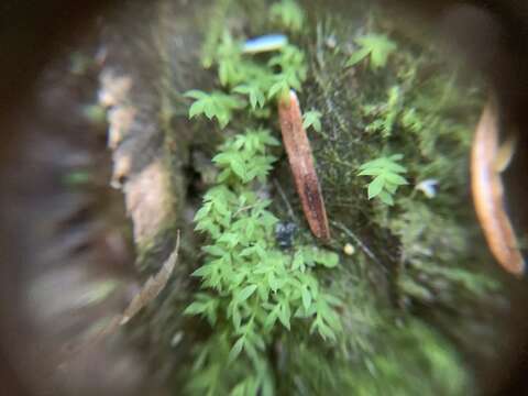 Image of Tozer's epipterygium moss