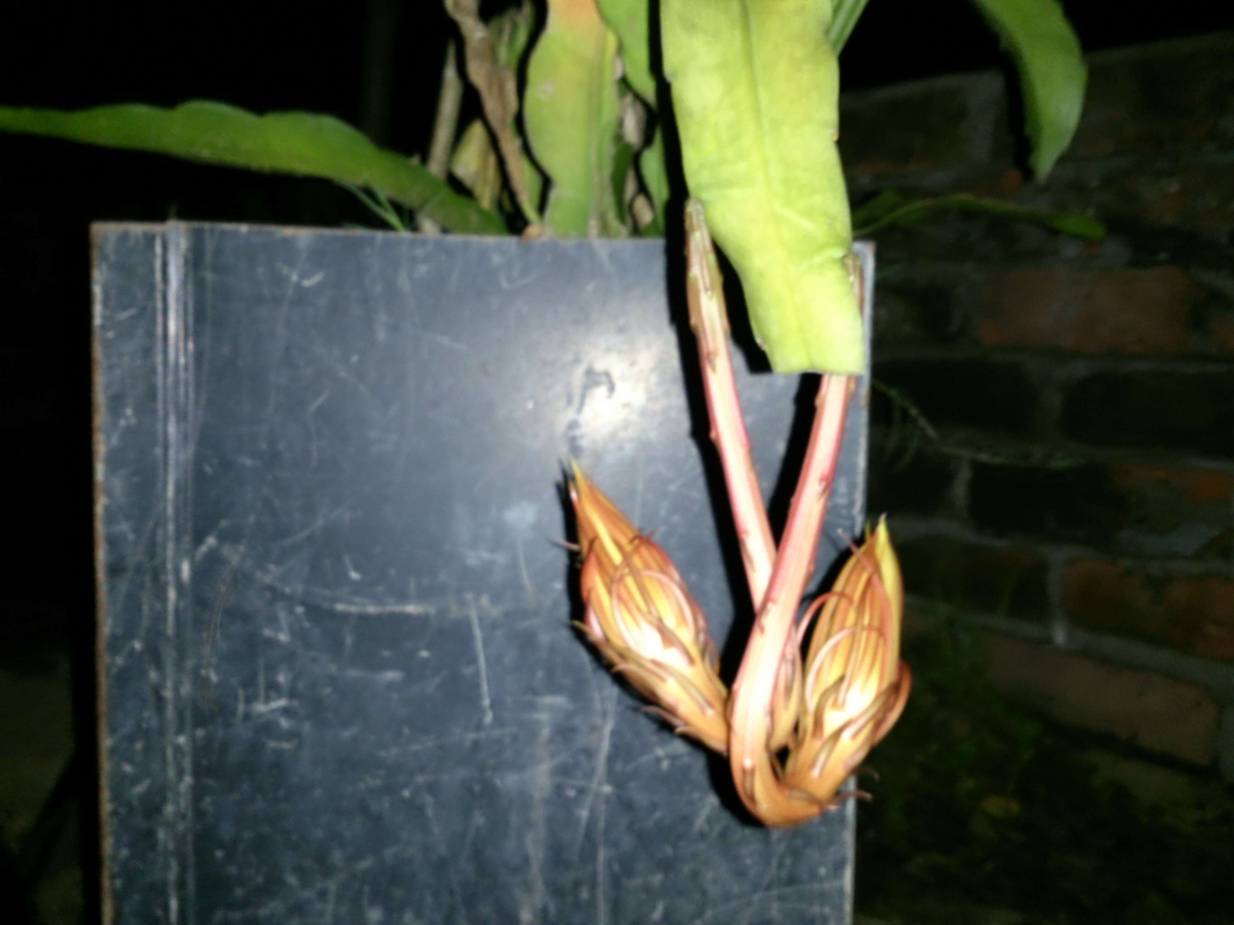 Image of Dutchman's Pipe Cactus