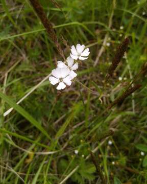 Image of Silene linnaeana V. N. Voroschilov