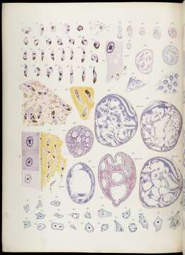 Image of Plasmodium