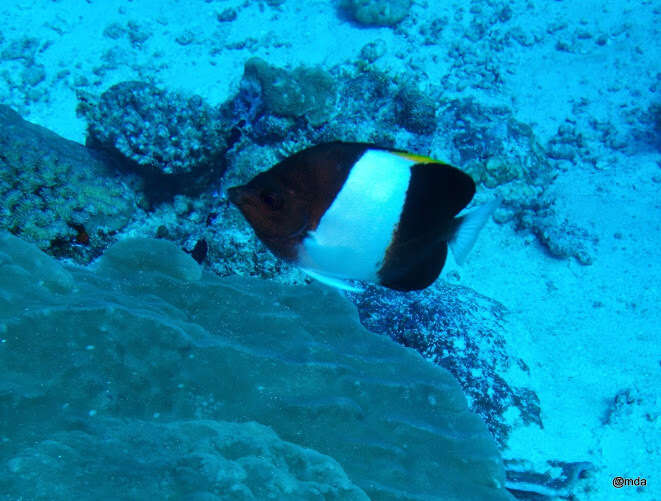 Image of Black Pyramid Butterflyfish