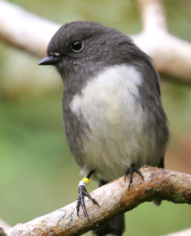 Image of New Zealand Robin