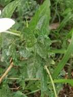 Pseuderanthemum bicolor (Sims) Radlk. resmi