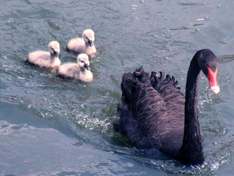 Image of Black Swan