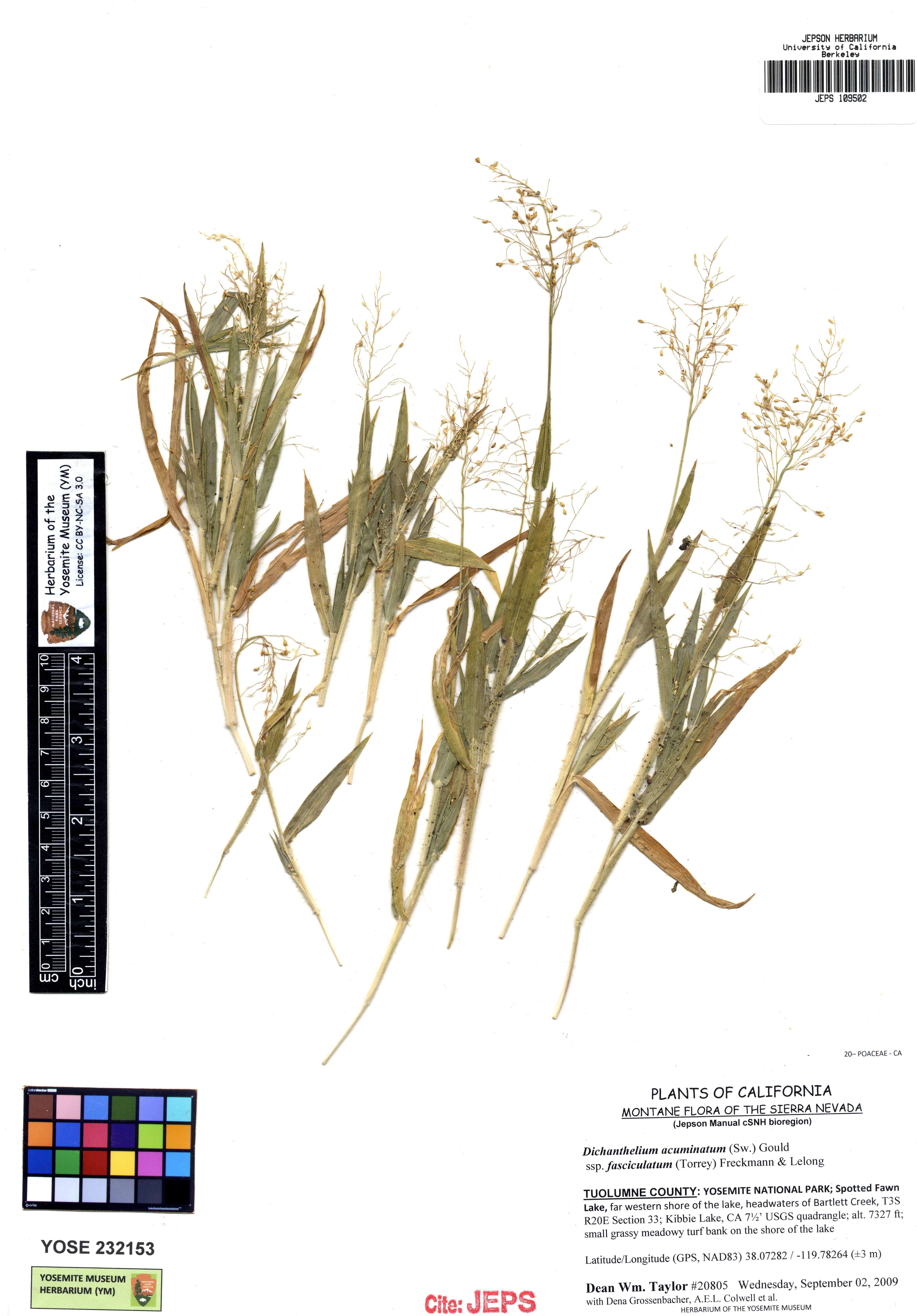 Image of western panicgrass