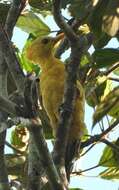 Image of Cream-colored Woodpecker