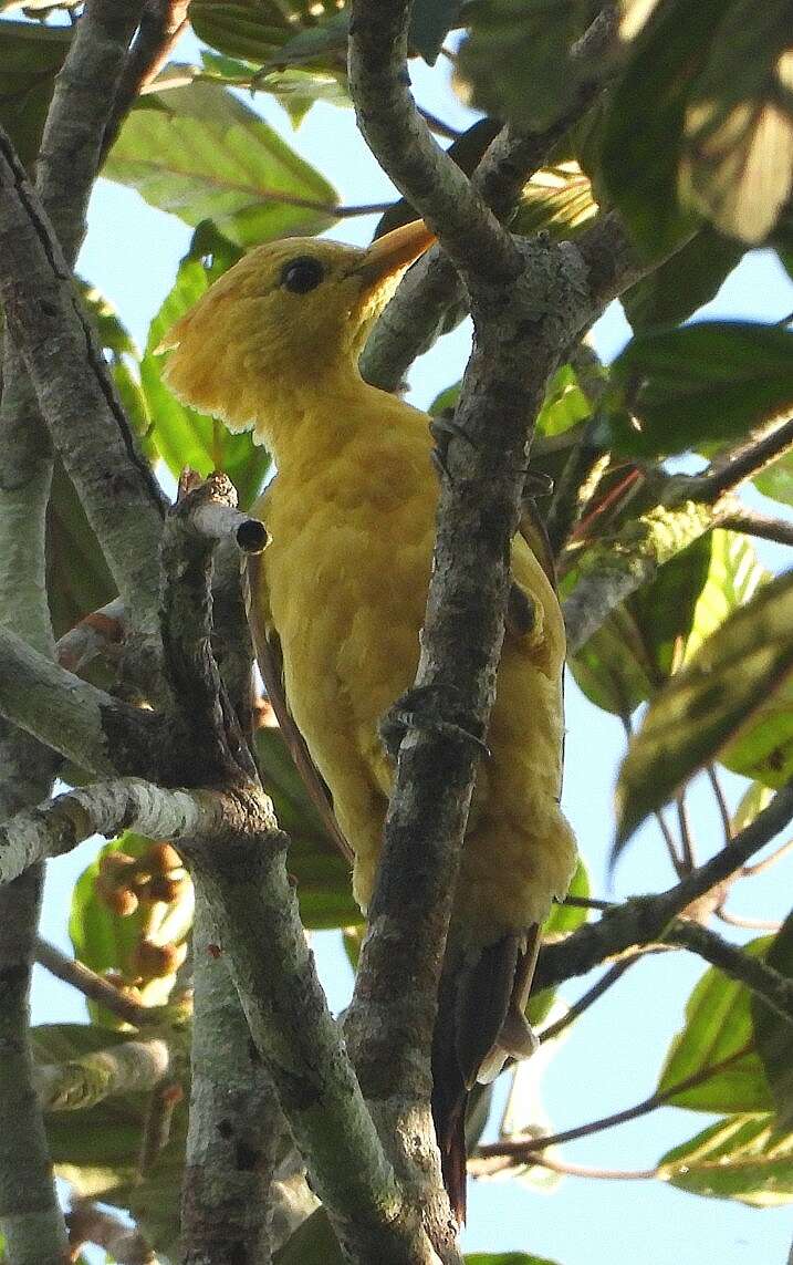 Image of Cream-colored Woodpecker