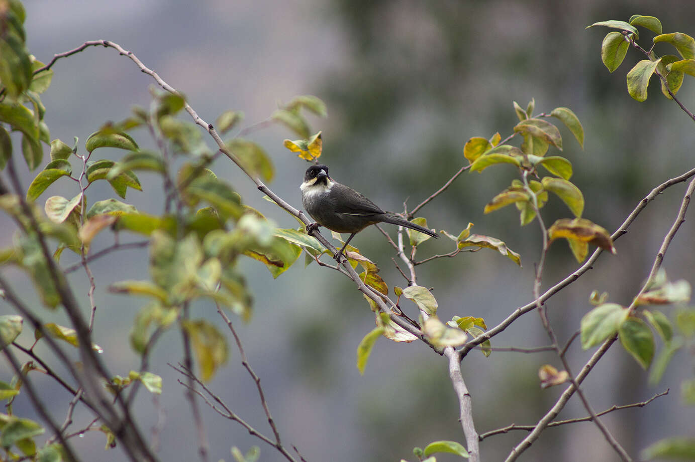 Image of Rusty-bellied Brush Finch