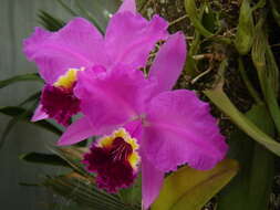 Plancia ëd Cattleya lueddemanniana Rchb. fil.