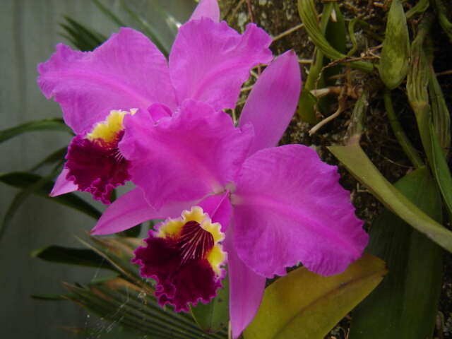 Plancia ëd Cattleya lueddemanniana Rchb. fil.