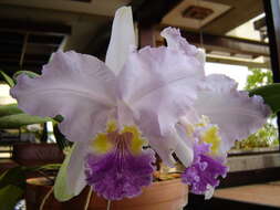 Plancia ëd Cattleya lueddemanniana Rchb. fil.