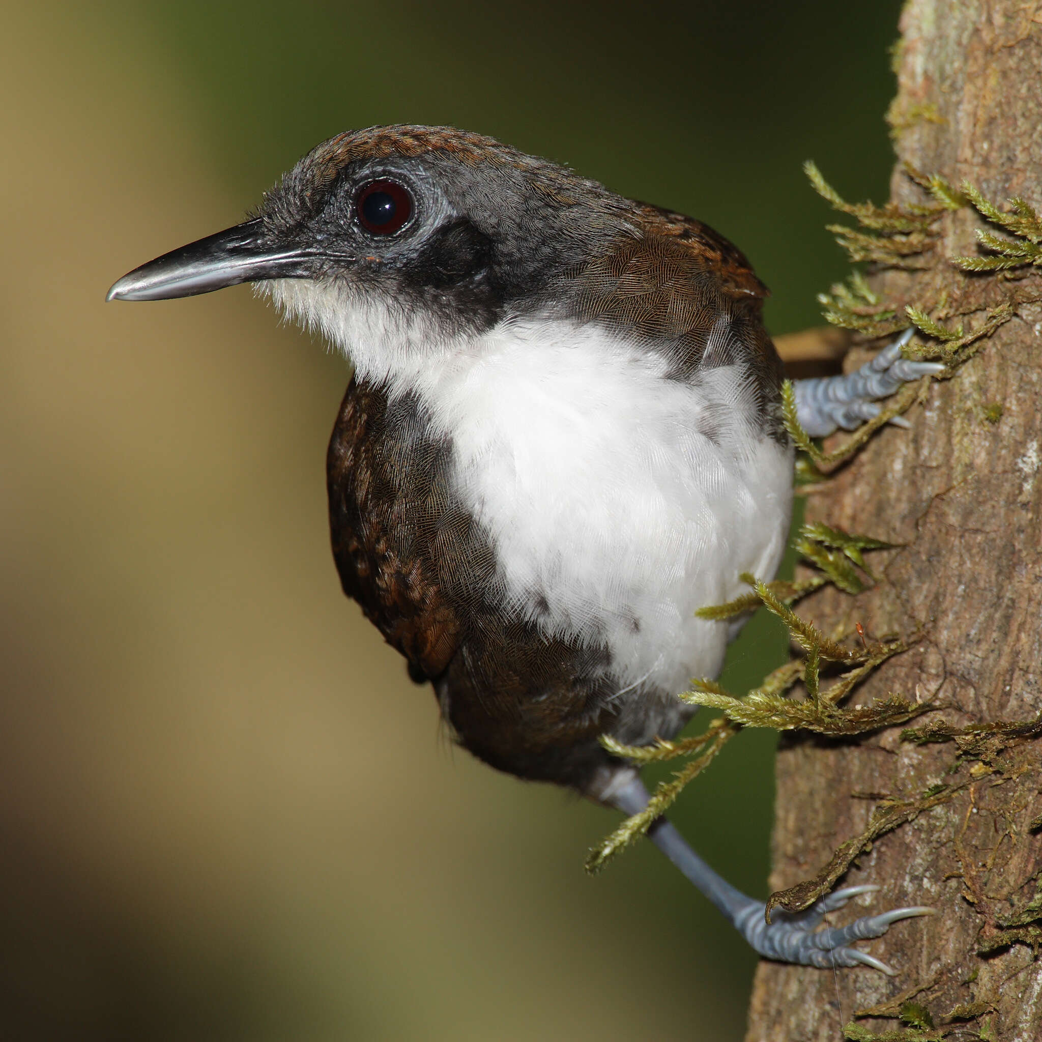 Image of Bicolored Antbird