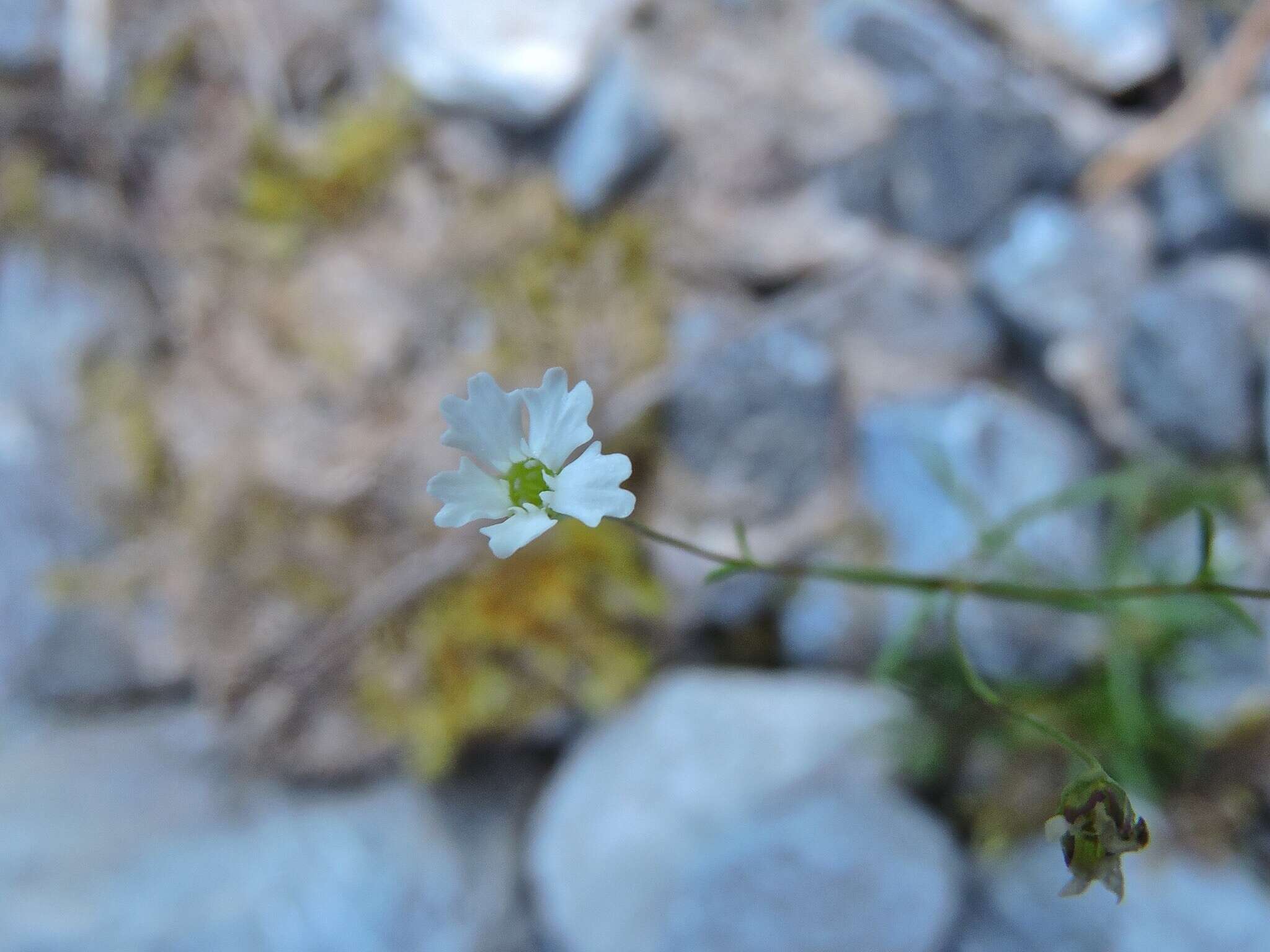 Image de Heliosperma pusillum (Waldst. & Kit.) Rchb.