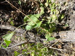 Image of Texas milkvine