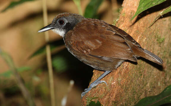 Image of Bicolored Antbird