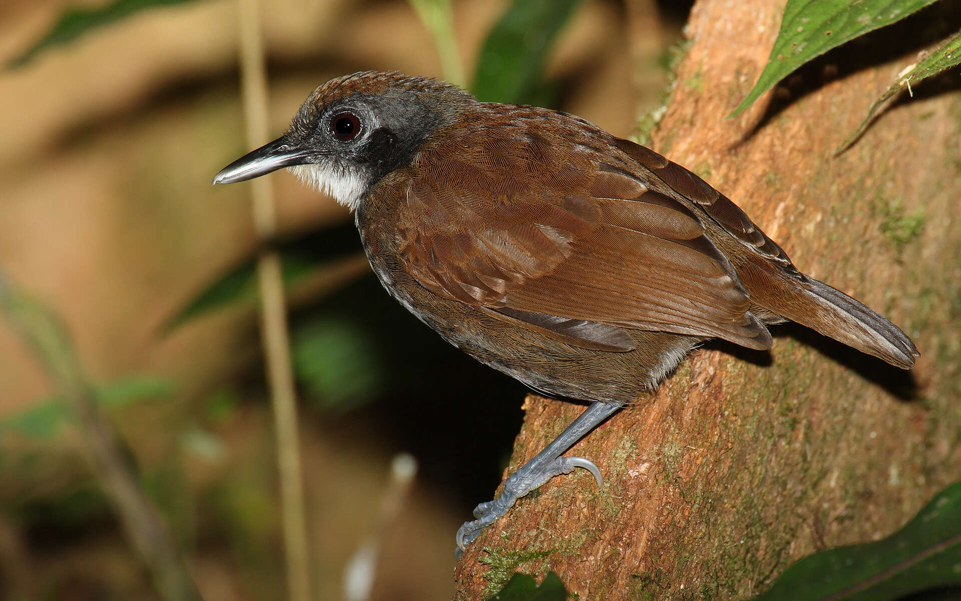 Image of Bicolored Antbird