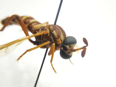 Image of Opomydas