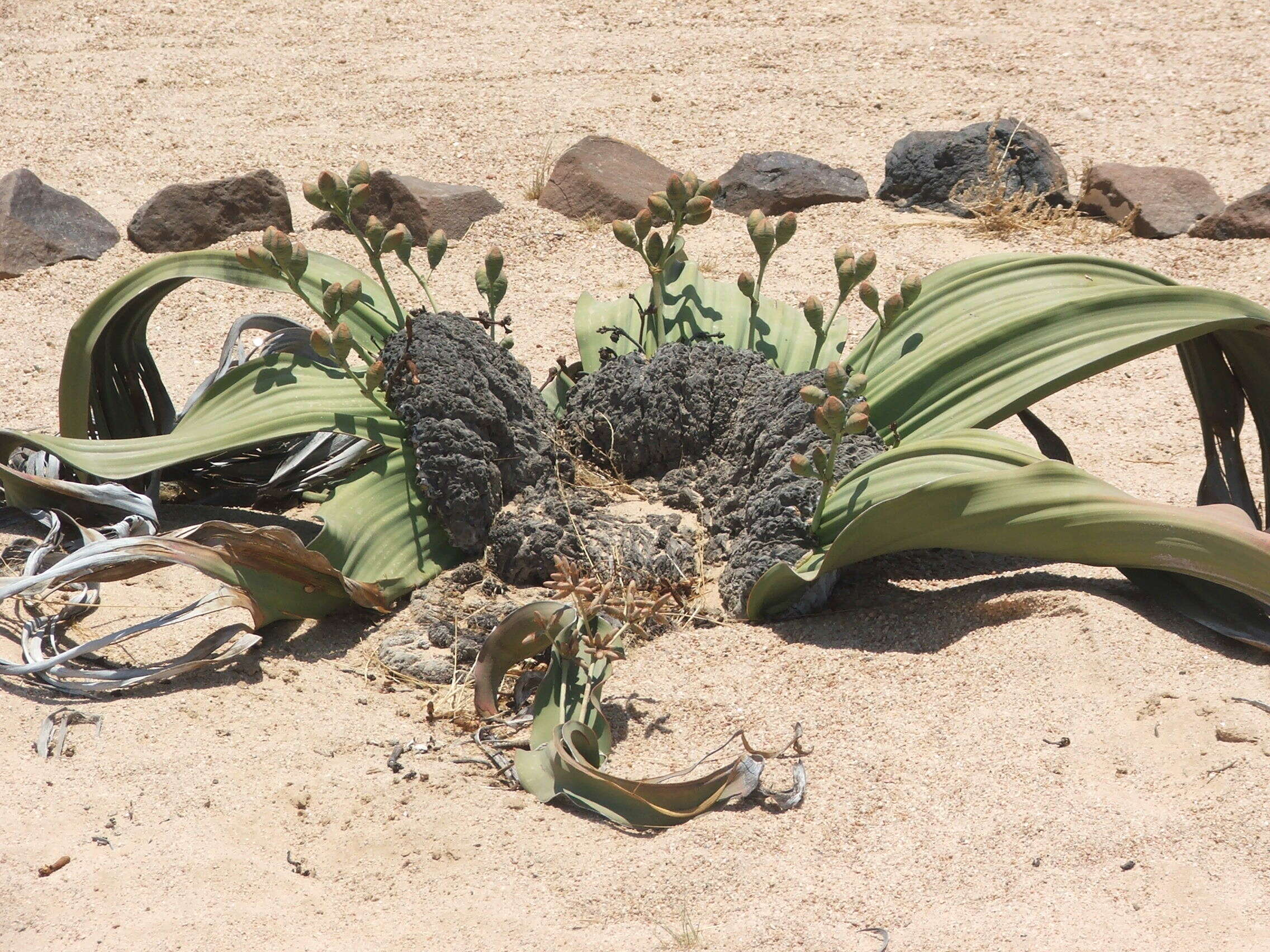 Image of Welwitschia
