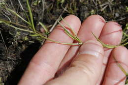 Слика од Lobelia flaccida (C. Presl) A. DC.