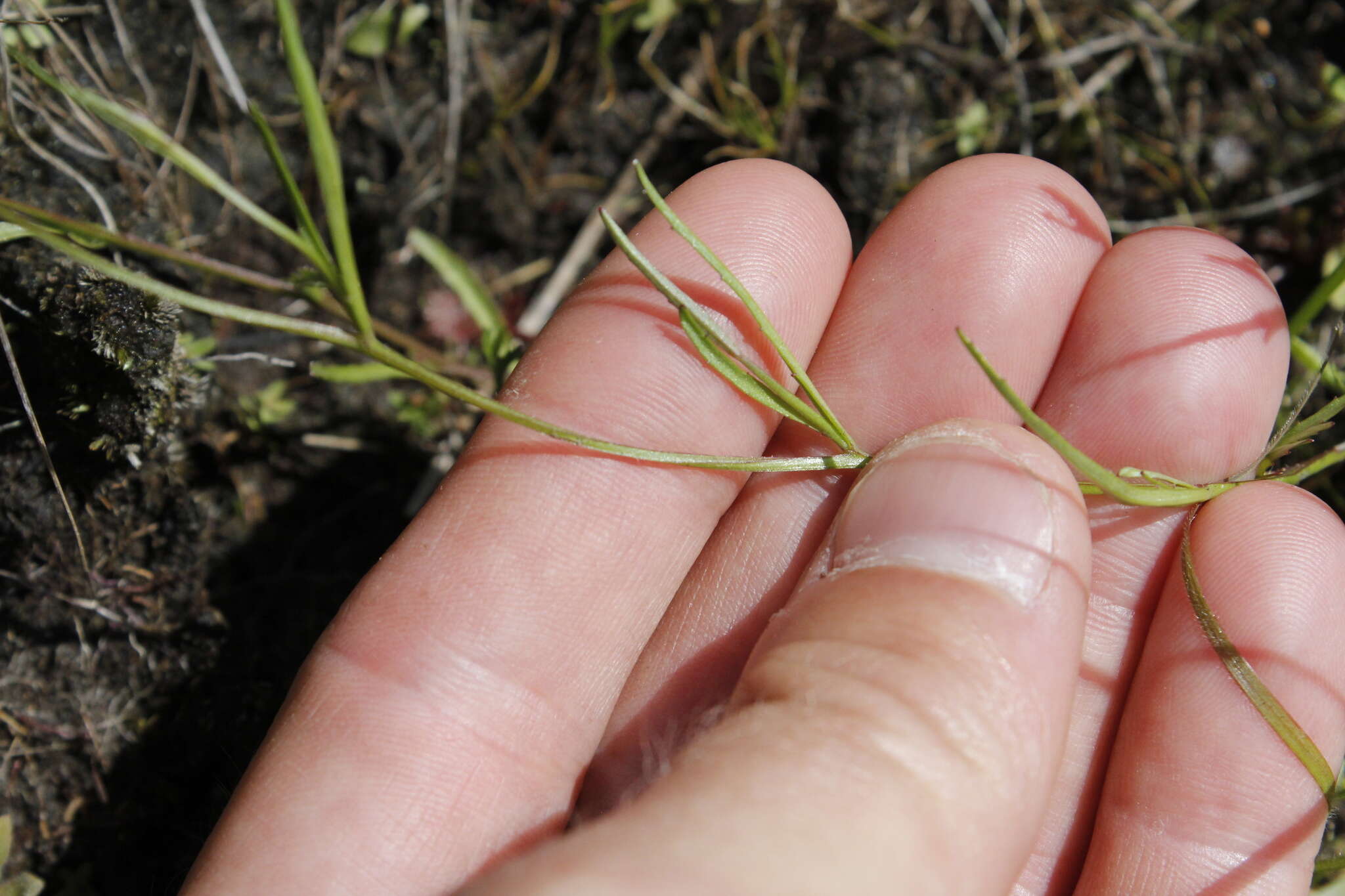 Image of Lobelia flaccida (C. Presl) A. DC.