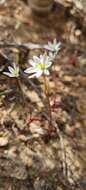 Image of Ornithogalum hispidum Hornem.