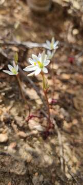 Image of Ornithogalum hispidum Hornem.