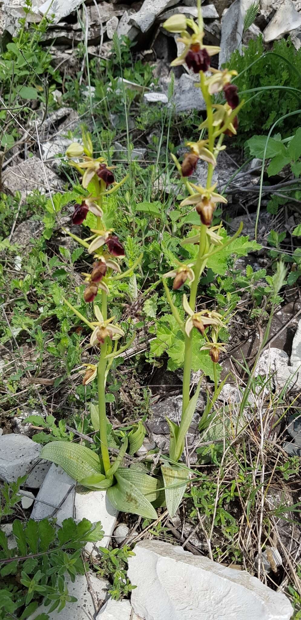 Image of Ophrys sphegodes subsp. mammosa (Desf.) Soó ex E. Nelson