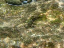 Image of Sicyopterus japonicus (Tanaka 1909)