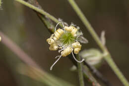 Слика од Silene dichotoma Ehrh.