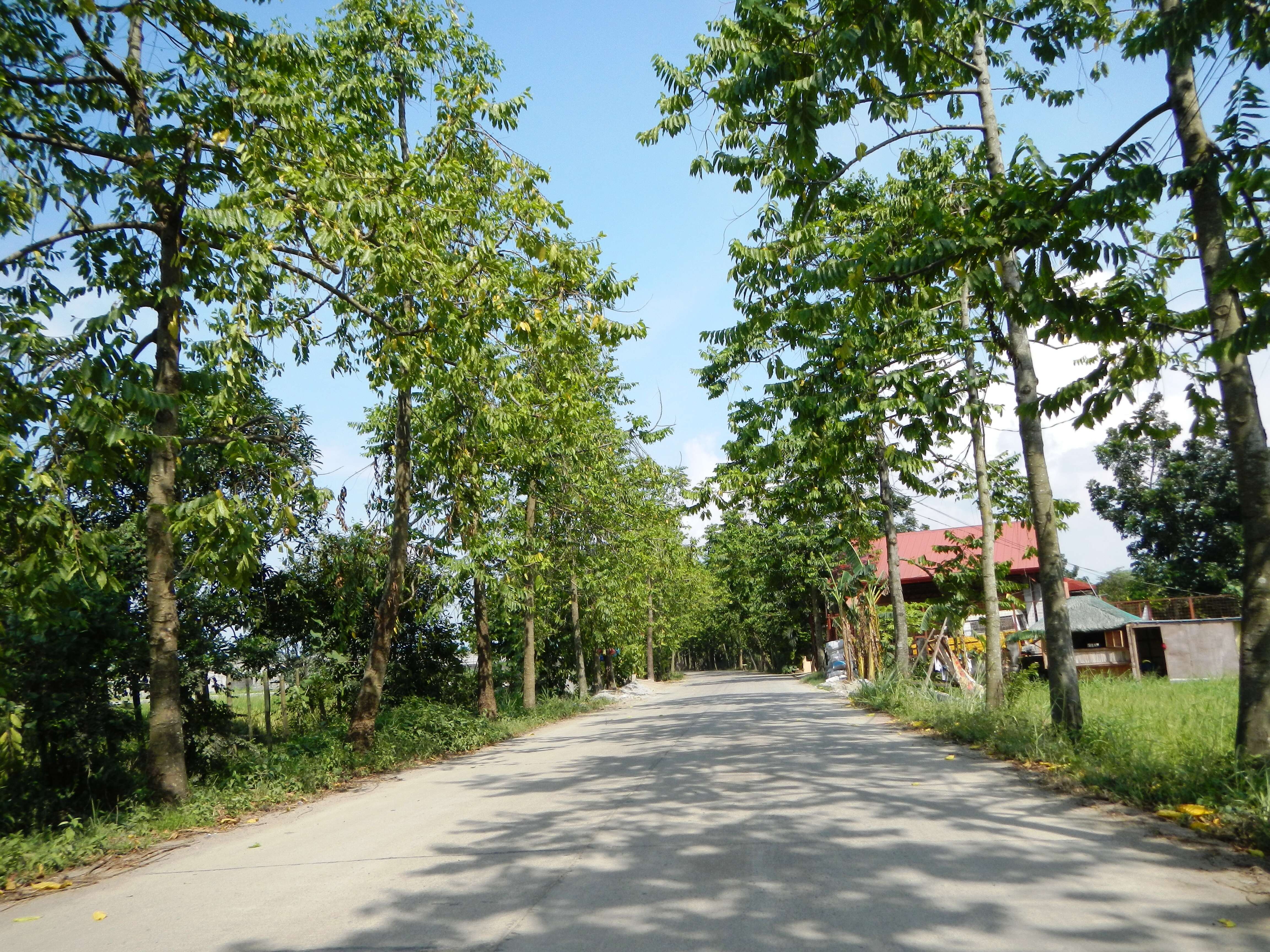 Image of ilang-ilang