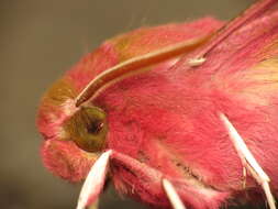 Image of small elephant hawk-moth