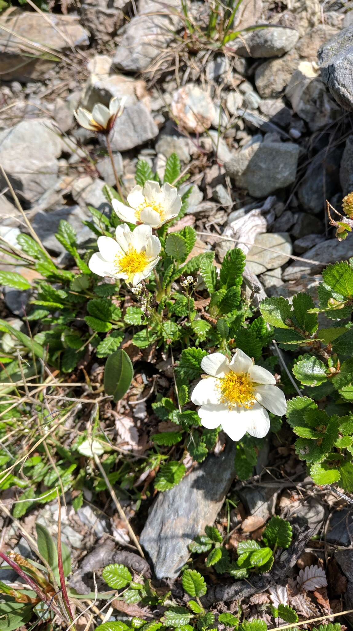 Imagem de Dryas octopetala subsp. oxyodonta (Juz.) Hult.