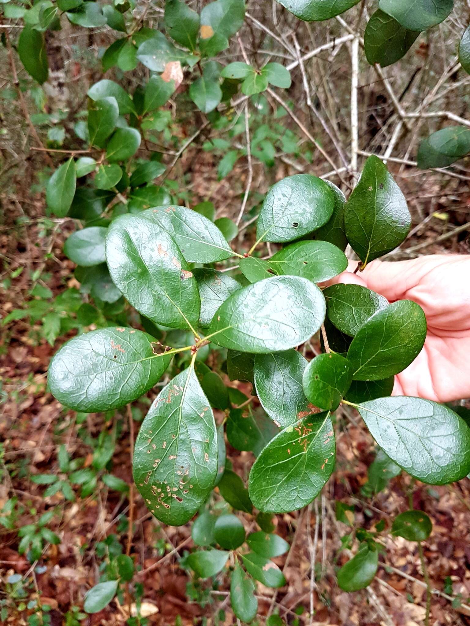 Слика од Quercus myrtifolia Willd.