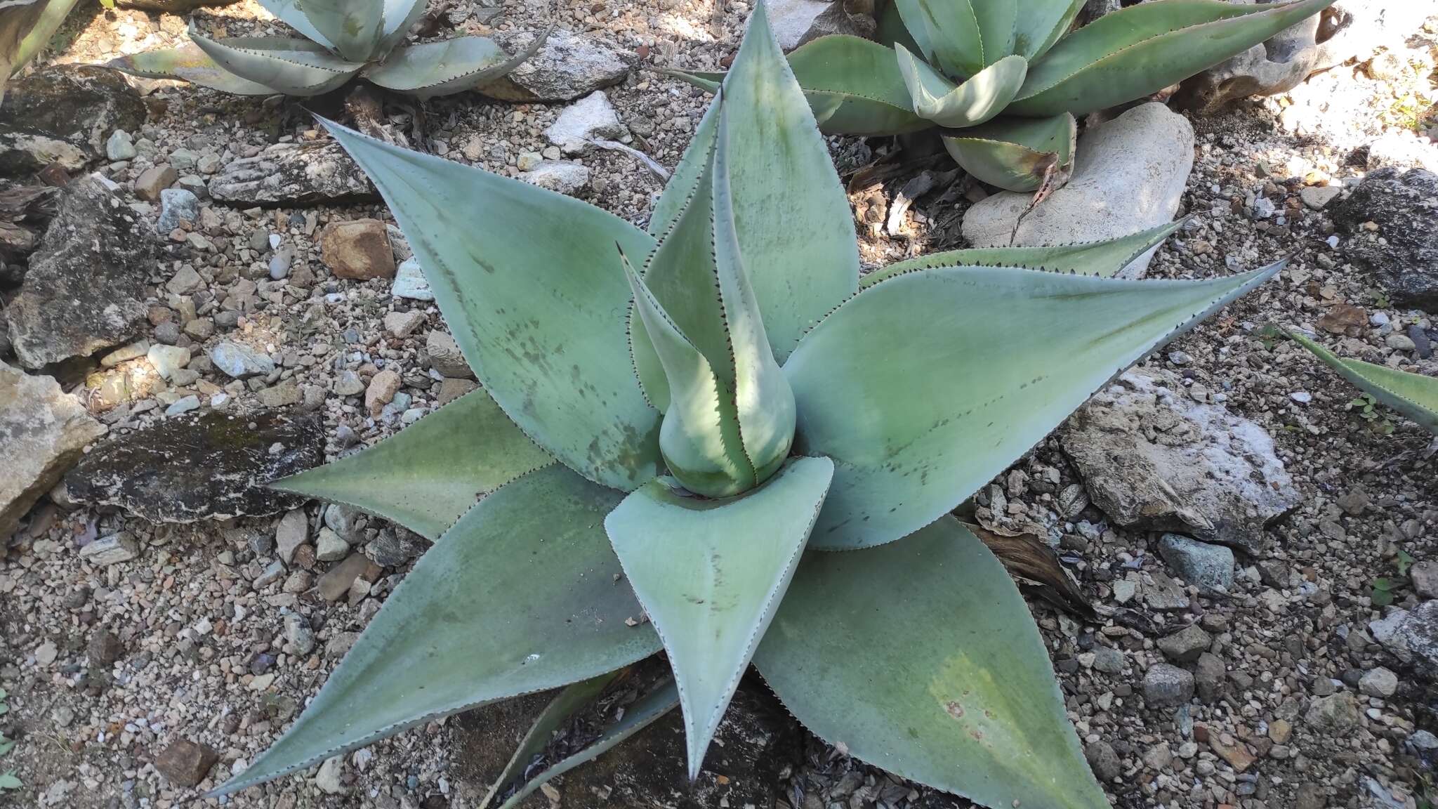 Image of Silvery agave