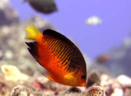 Image of Mango Angelfish