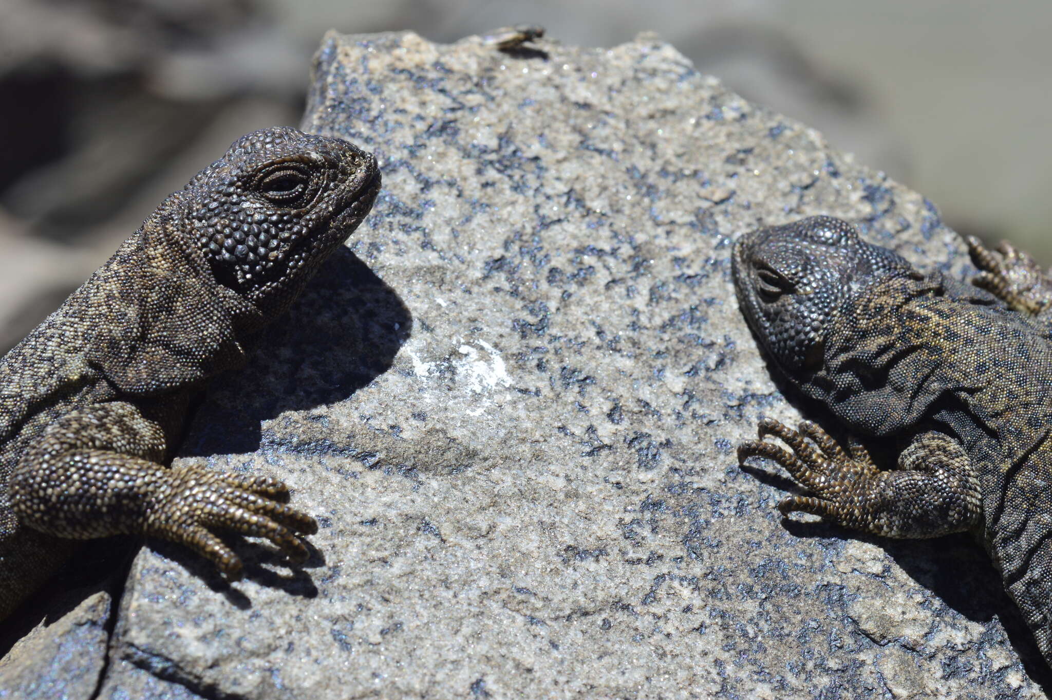 Image of Phymaturus extrilidus Lobo, Espinoza, Sanabria & Quiroga 2012