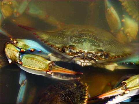 Image of blue crab