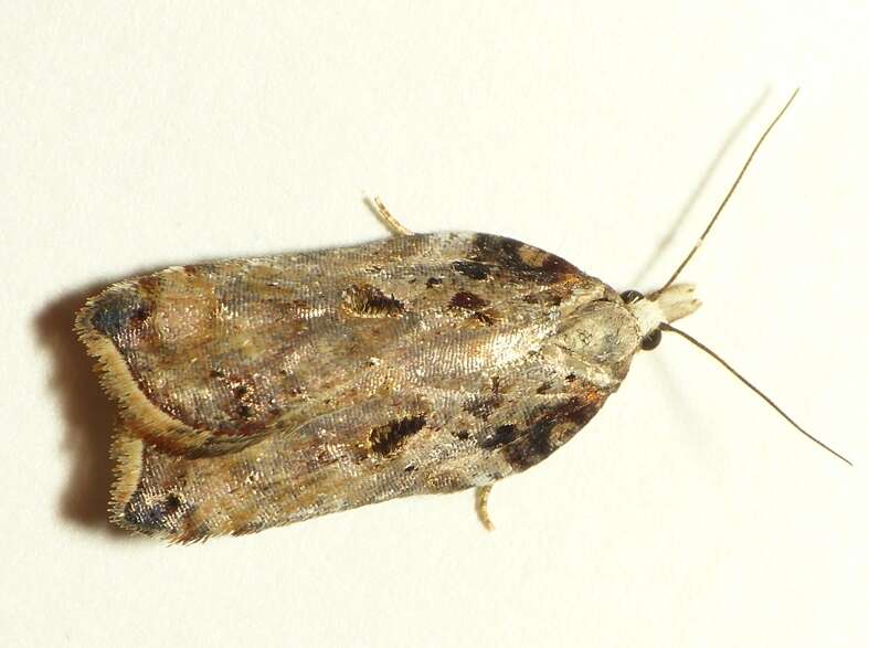 Image of Acleris cristana Denis & Schiffermüller 1775