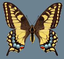 Image of <i>Papilio machaon bairdii</i>